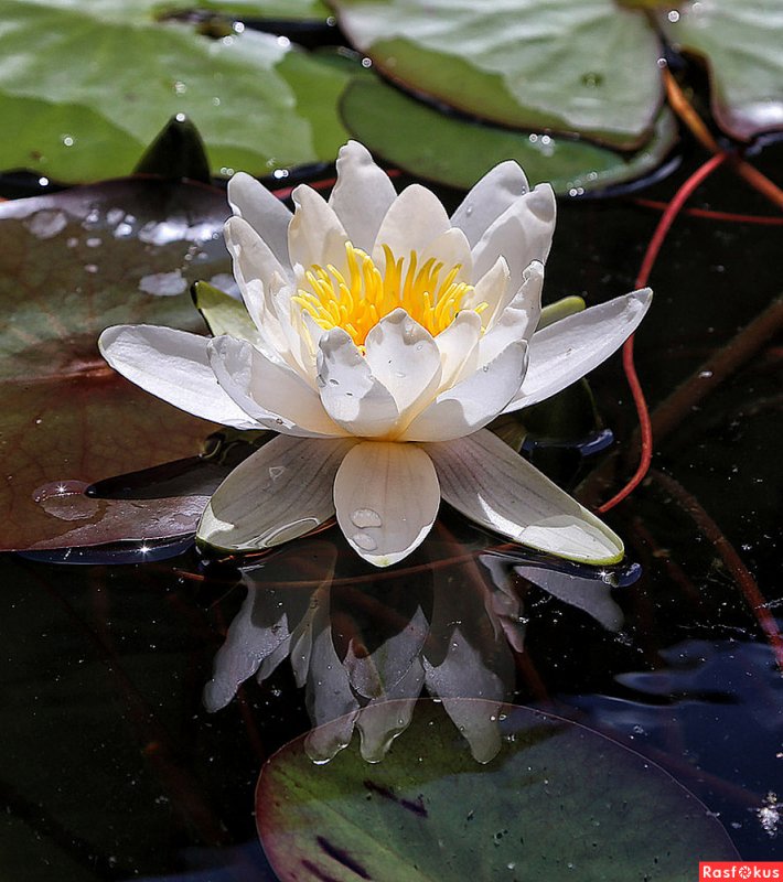 Водяная Лилия/Nymphaea