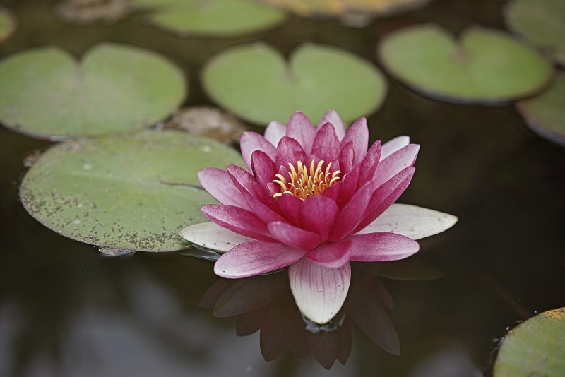Кувшинка (нимфея) - Nymphaea