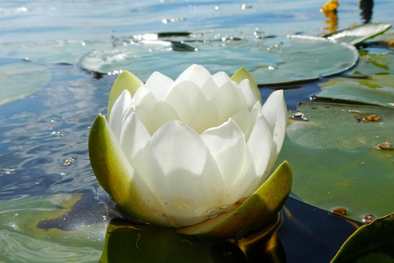 Водяная Лилия/Nymphaea
