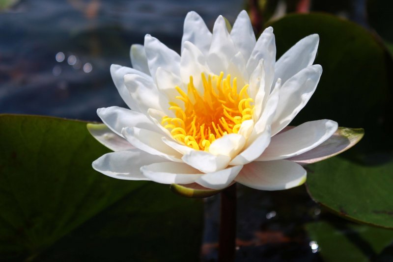 Кувшинка белоснежная Nymphaea Candida