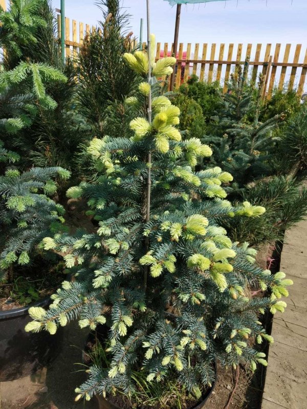 Ель колючая "Белобок" Picea pungens