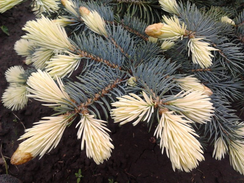 Picea pungens Bialobok