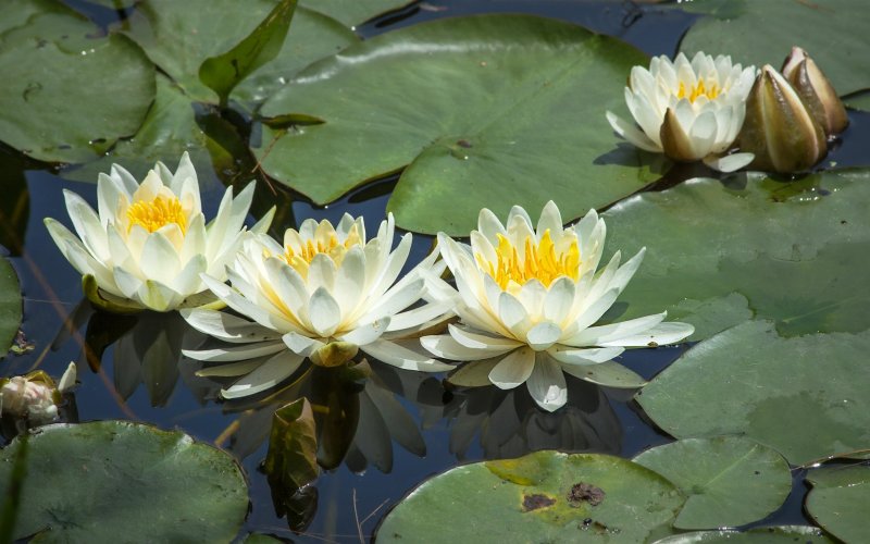 Кувшинка белая Nymphaea Alba l.
