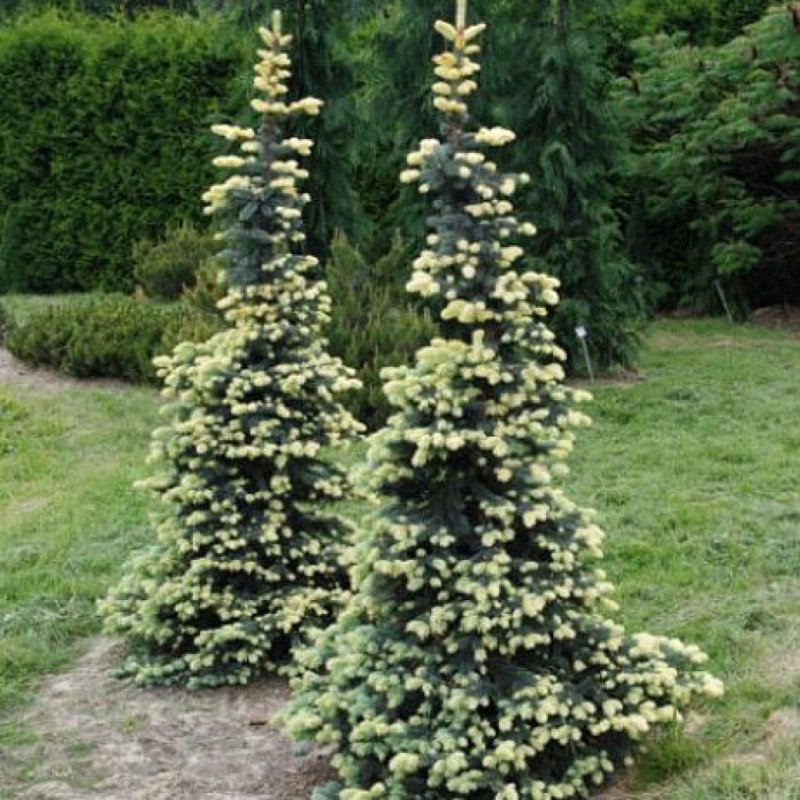 Ель колючая "Bialobok" (Белобок)