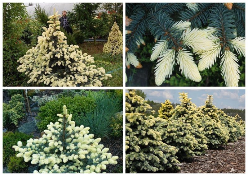 Picea pungens Bialobok на штамбе