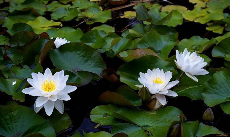 Кувшинка чисто-белая (Nymphaea Candida)