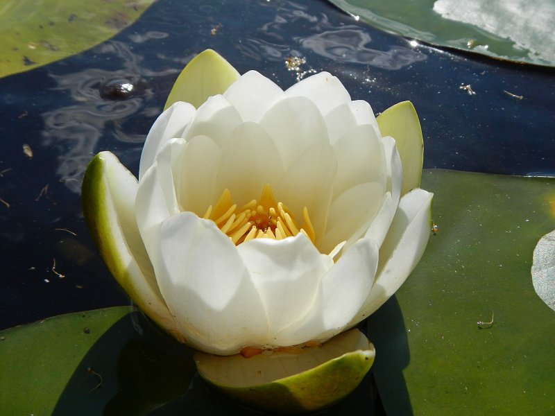Nymphaea Candida кувшинка чистобелая