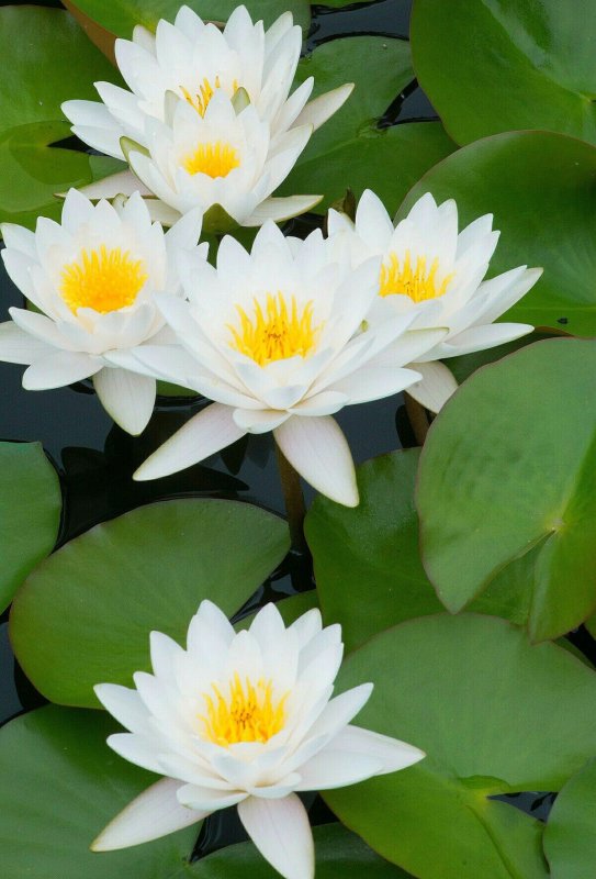 Водяная Лилия/Nymphaea