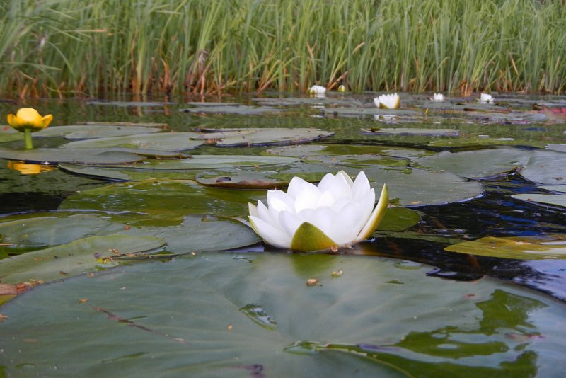 Кувшинка белая водяная Лилия озеро