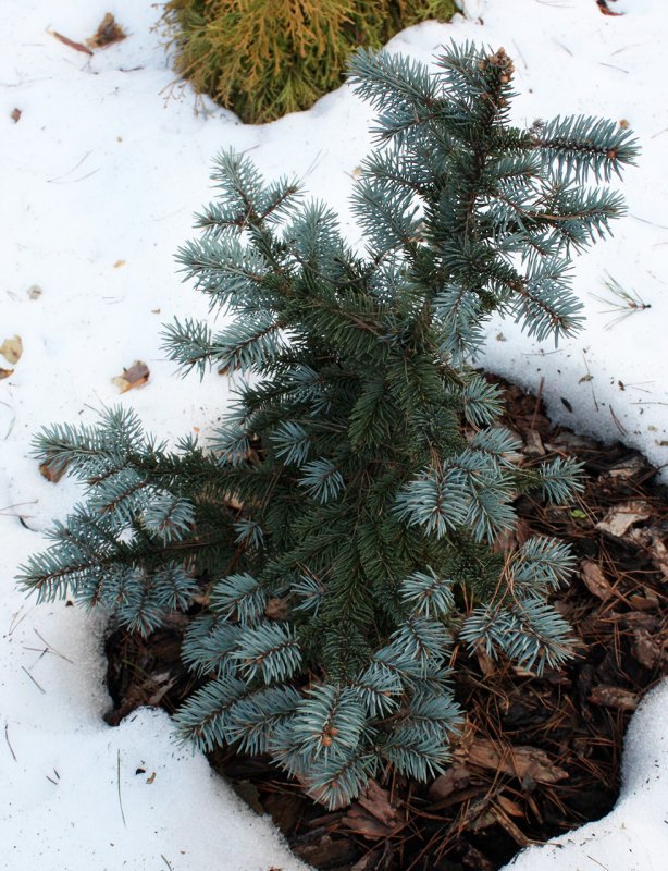 Picea pungens Bialobok