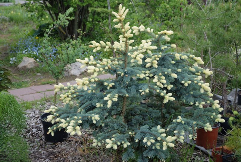 Ель колючая Bialobok
