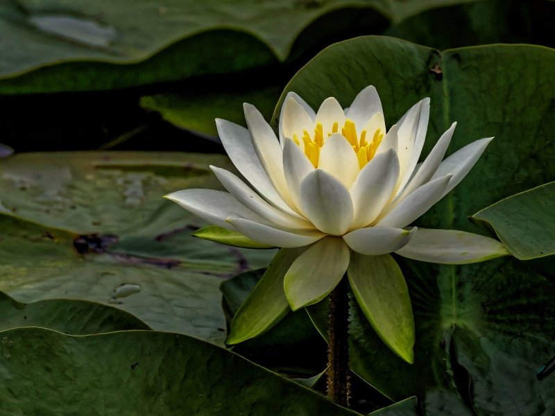 Водяная Лилия/Nymphaea