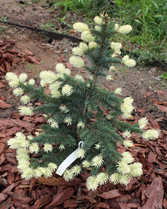 Пихта субальпийская (Abies lasiocarpa compacta