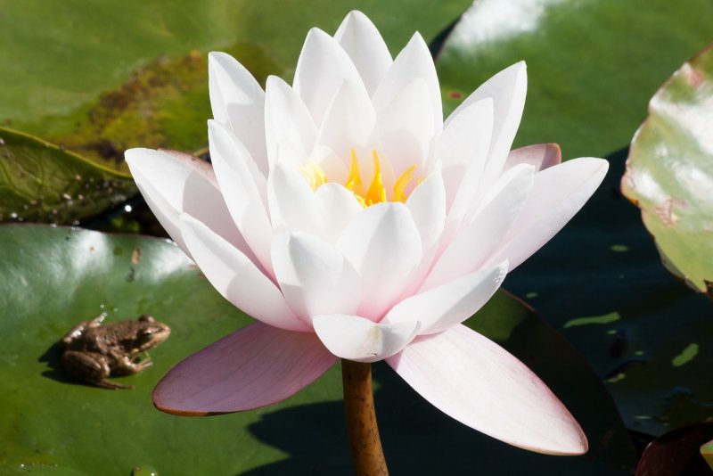 Водяная Лилия/Nymphaea