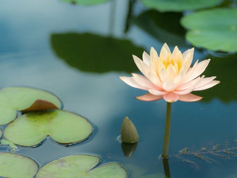 Водяная Лилия/Nymphaea