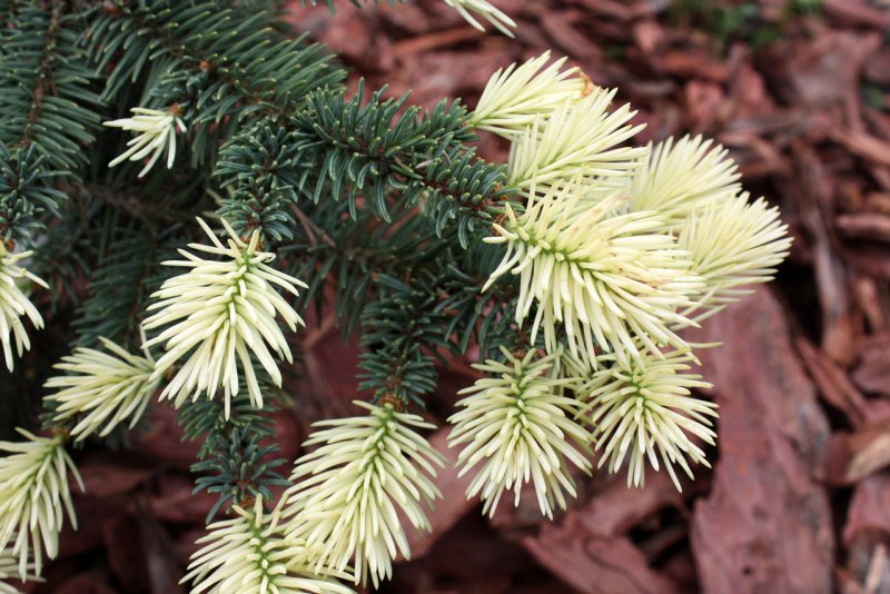 Ель колючая "Bialobok" (Белобок)
