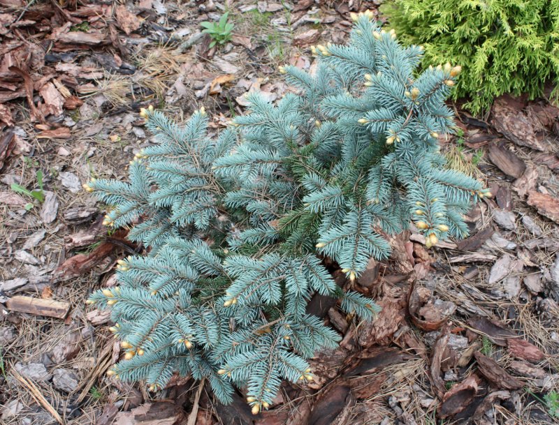 Picea pungens Bialobok