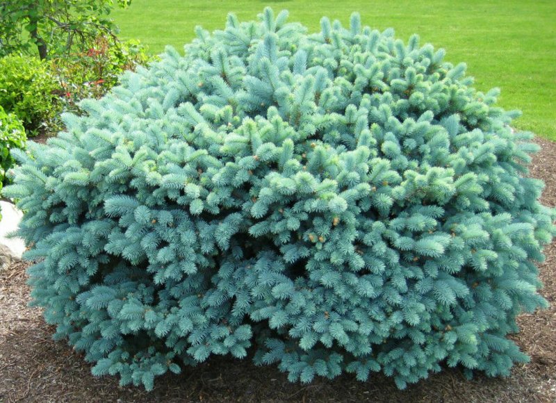 Ель колючая Bialobok