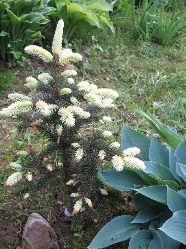 Ель колючая "Bialobok" (Белобок)