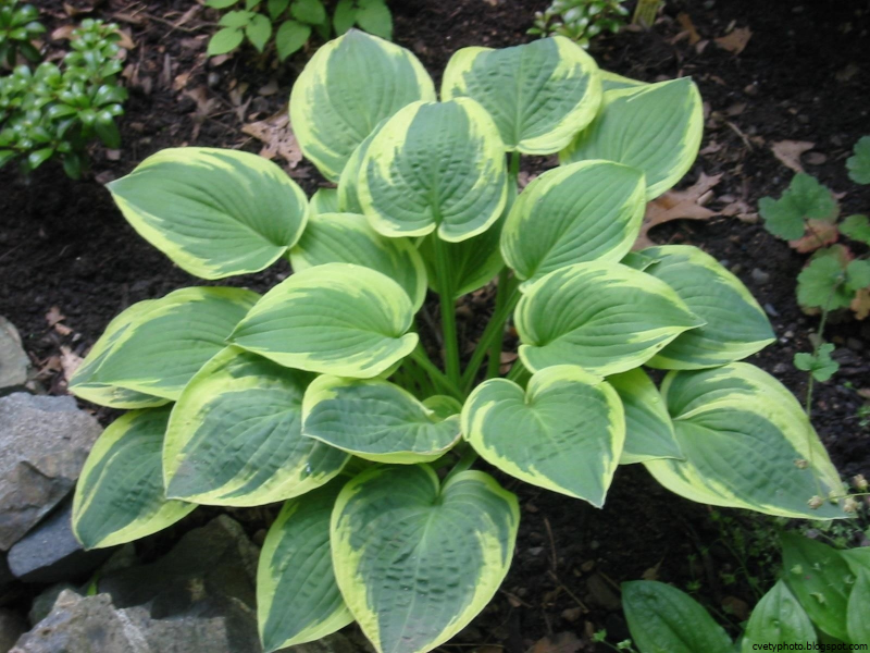 Hosta Хоста ‘Robert Frost’