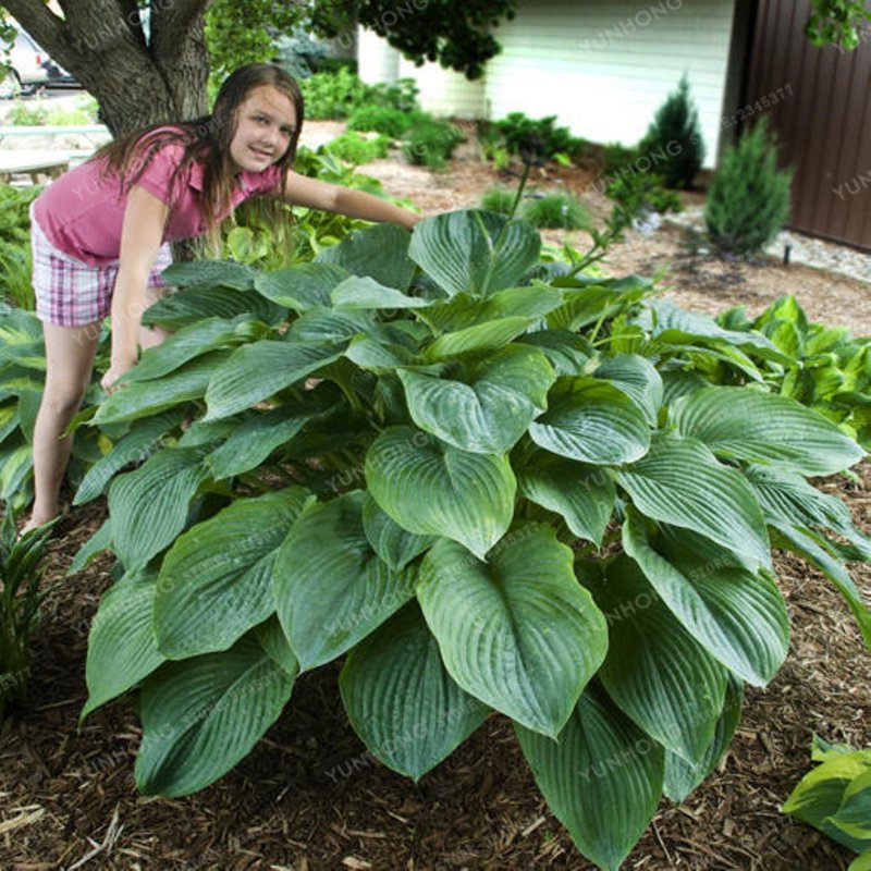 Хоста Hosta Jurassic Park