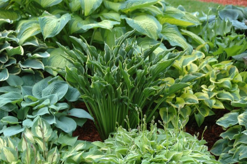 Хоста декоративная Hosta decorata