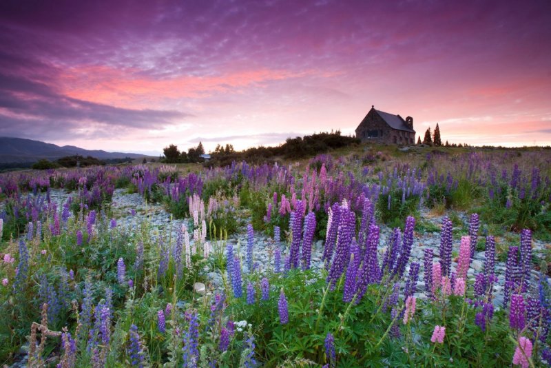 Лавандовый Lupine
