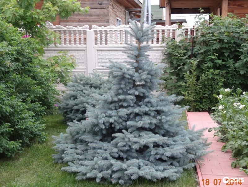 Ель колючая Колорадо Блю (Picea pungens Colorado Blue)