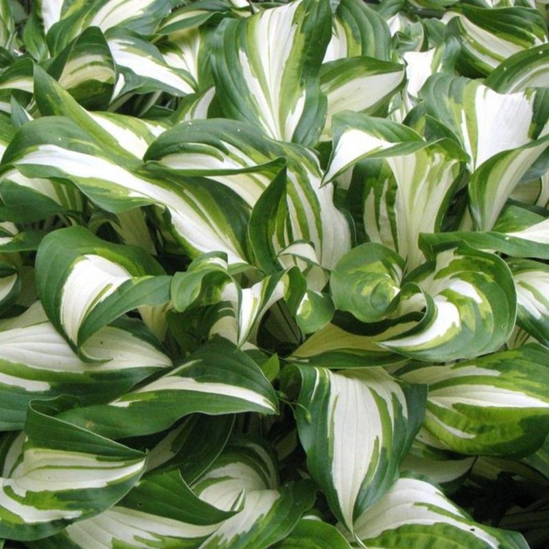 Хоста Ундулата Медиовариегата Hosta undulata Mediovariegata