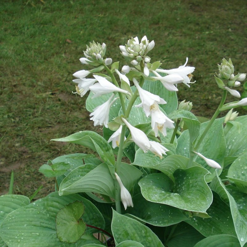 Хоста plantaginea grandiflora