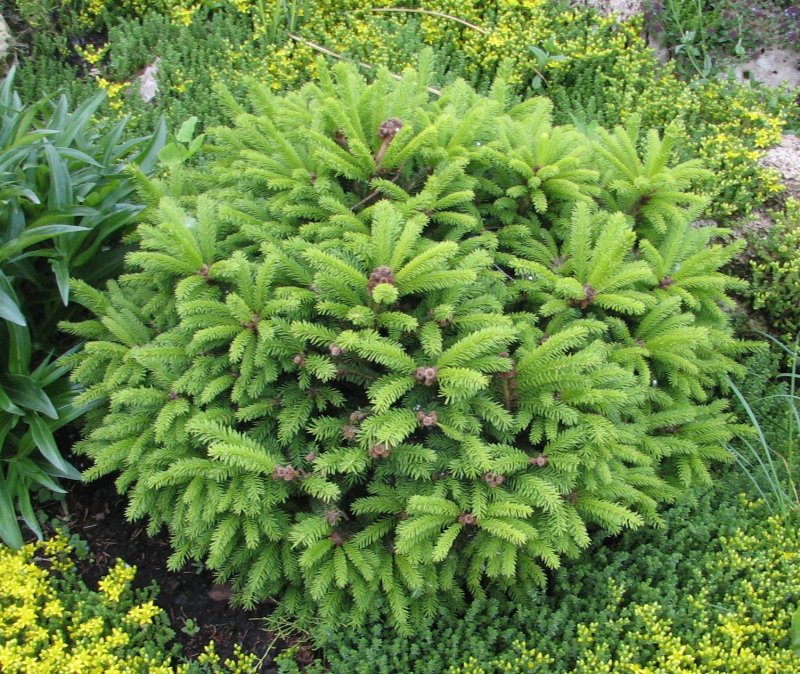Ель европейская Nidiformis