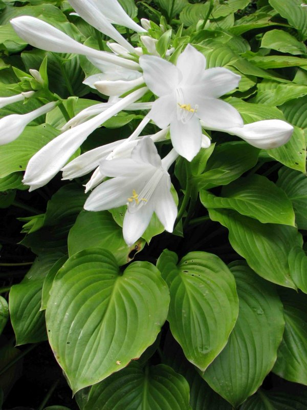 Хоста plantaginea grandiflora