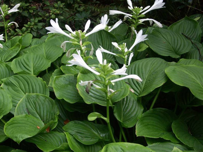 Хоста Hosta elata