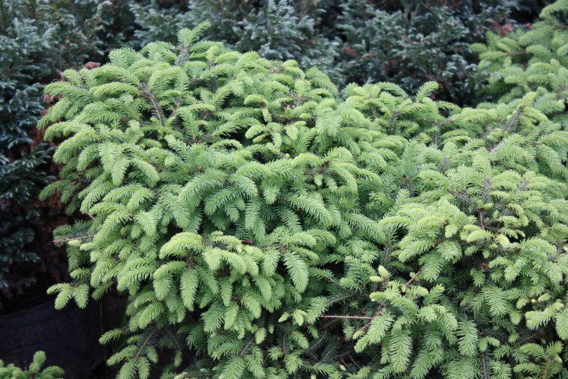 Ель обыкновенная Abies Nidiformis