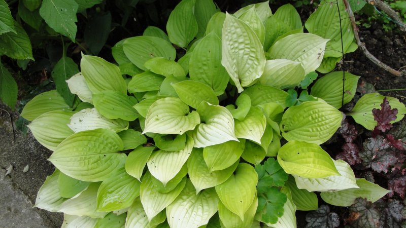 Хоста Hosta Eclipse