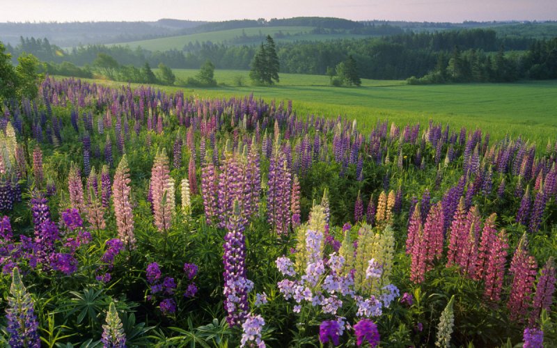 Растения Луга, Люпин
