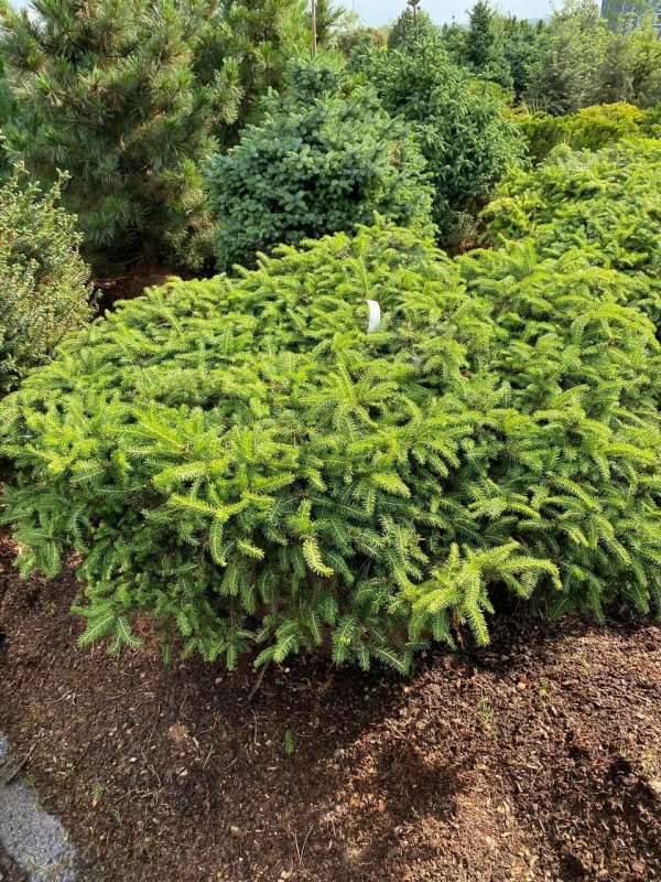 Picea Abies Nidiformis