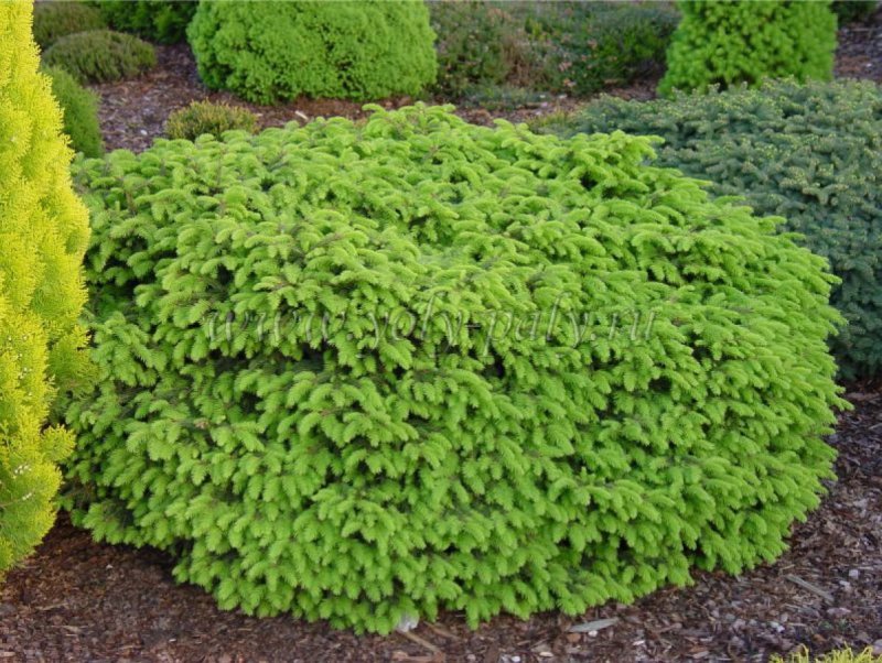 Ель Abies Nidiformis