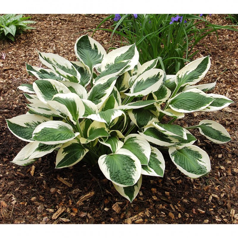 Хоста (Hosta `Patriot`)