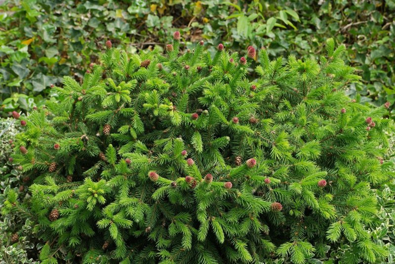 Ель обыкновенная Nidiformis