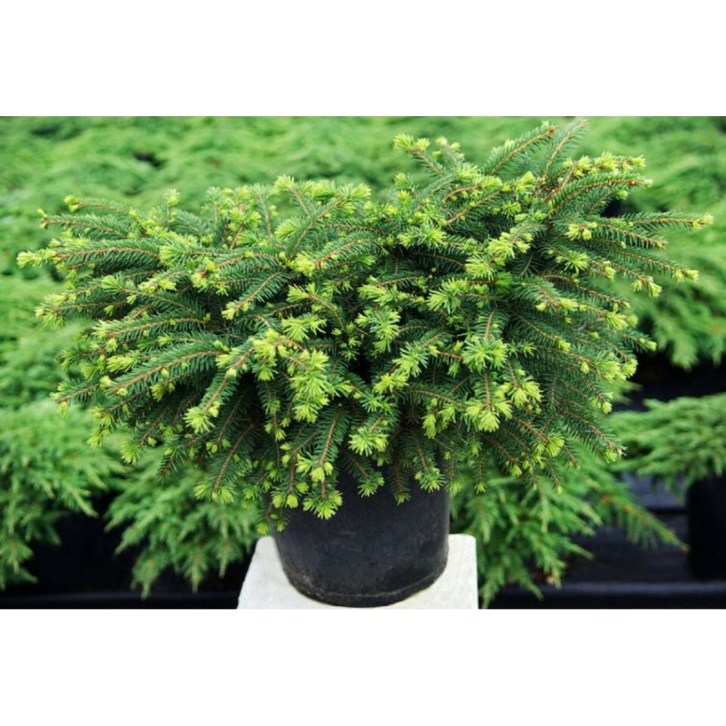 Ель обыкновенная Picea Abies