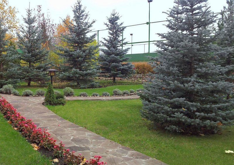 Ель на газоне