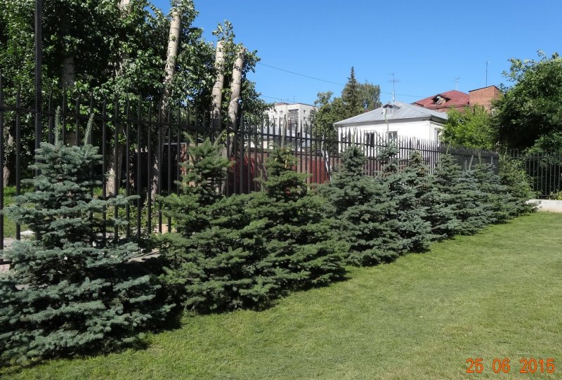 Миксбордер туя Барбарис