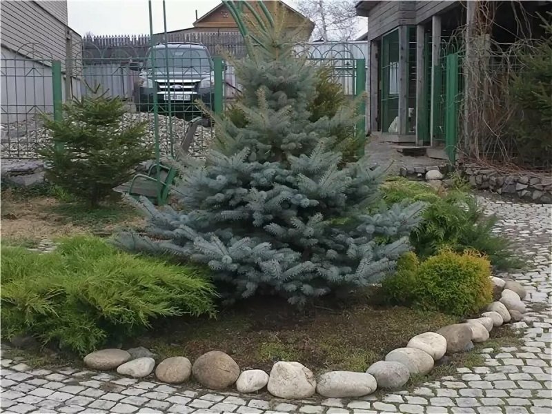 Елка на даче