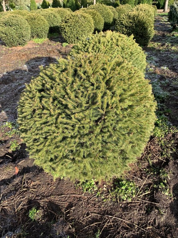 Picea Abies Nidiformis