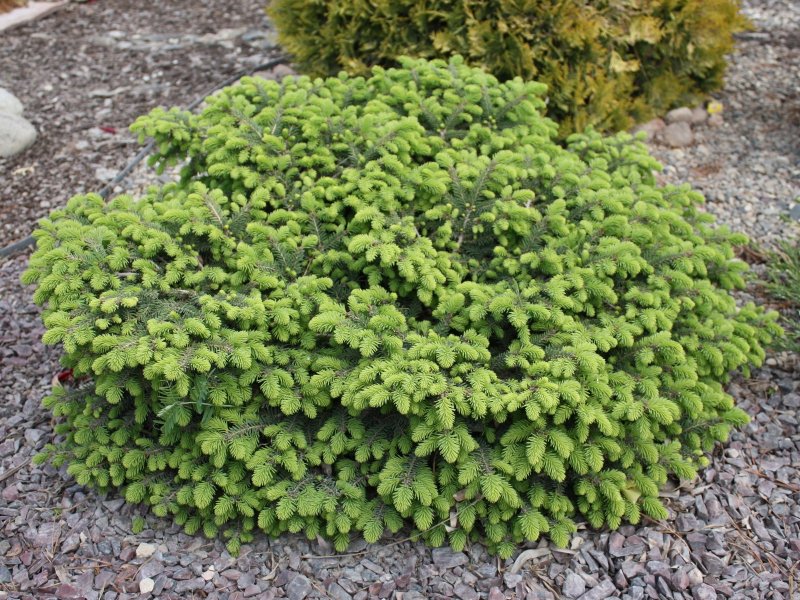 Ель обыкновенная Nidiformis н40-60