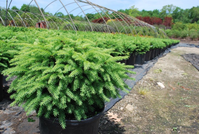 Picea Abies Nidiformis