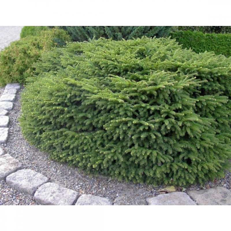 Ель Abies Nidiformis
