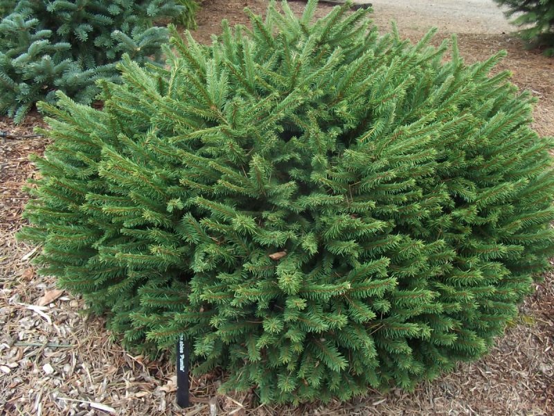 Ель обыкновенная (Picea Abies Nidiformis p9)