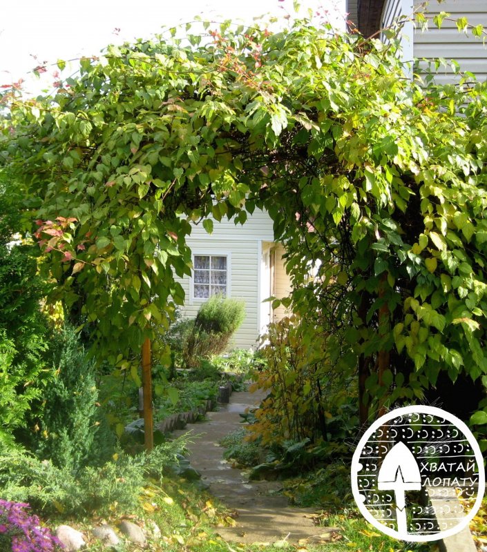 Grape Trellis